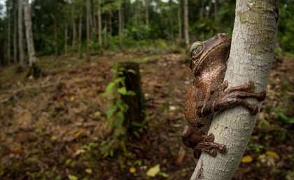 Coca and conflict: the factors fuelling Colombian deforestation