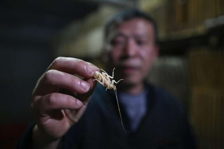 Cockroach farmer Li Bingcai breeds the insects in southwest China, and sells them to restaurants to be served up in local cuisin