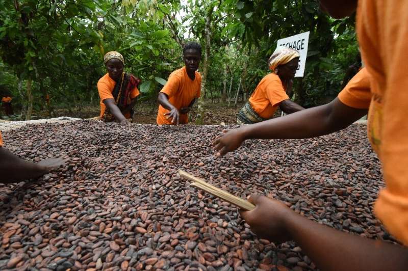 Cocoa accounts for 40 percent of the Ivory Coast's exports but the country only earns about eight percent of total profits in th
