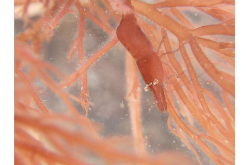 Color change and behavior enable multi-colored chameleon prawns to survive