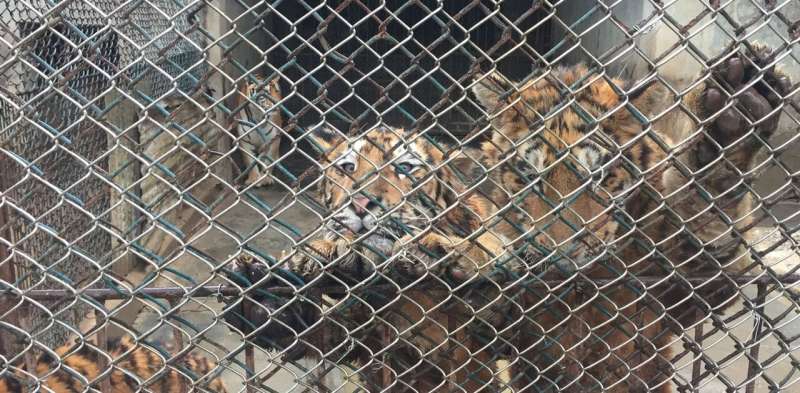 Comment: lion and tiger farming may not be cause of increased poaching