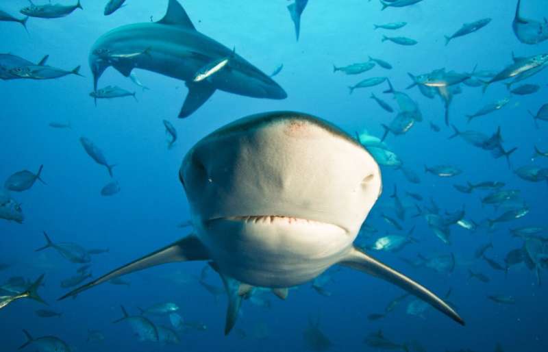 Commercial fishing threatens sharks worldwide