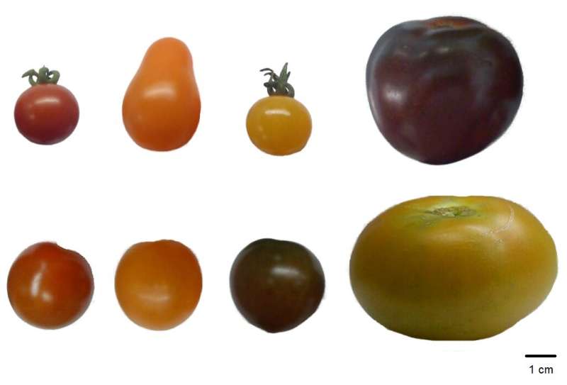Comparing antioxidants levels in tomatoes of different color