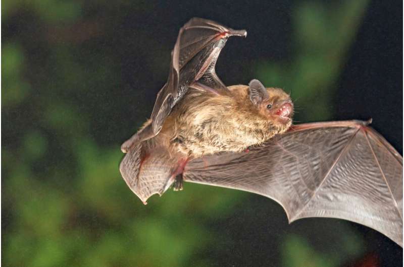 Compass orientation of a migratory bat species depends on sunset direction