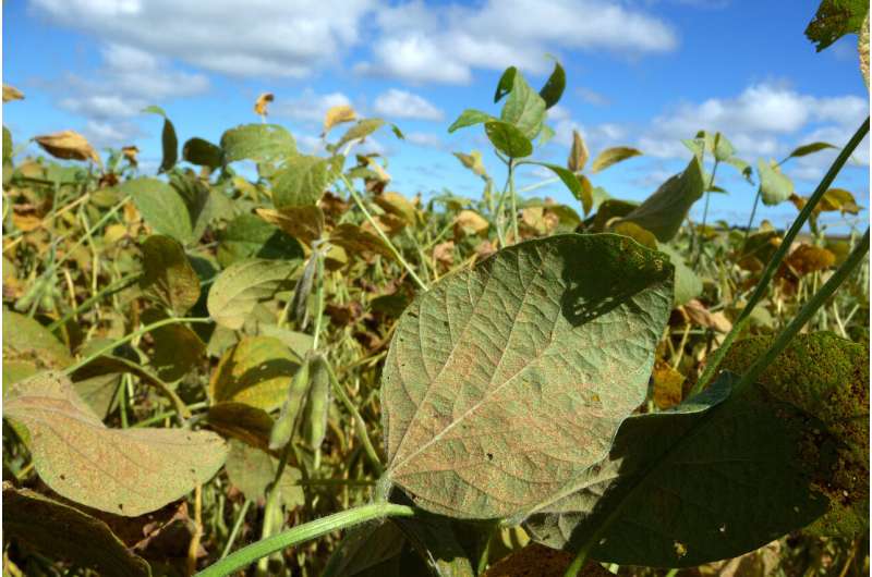 Complete genome of devastating soybean pathogen assembled