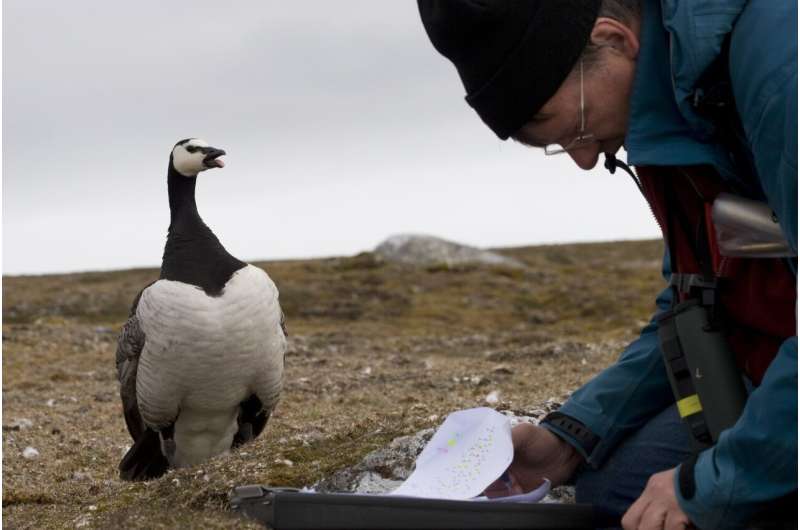 Conflicting consequences of climate change for Arctic nesting geese