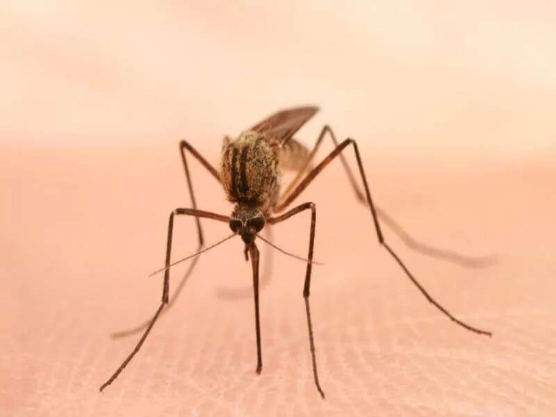 Connecticut sees first death this year from mosquito-borne EEE