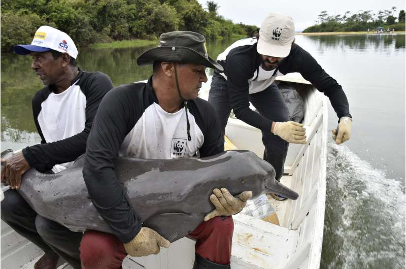 Conserving the world's endangered river dolphins takes cutting edge science and community rescues