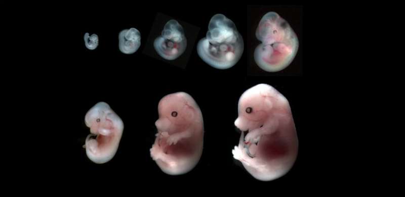 Controlled hydraulic fracturing sculpts mammalian embryos into shape