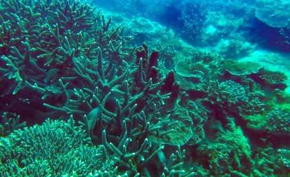 Coral discovery equips researchers with new environmental monitoring method