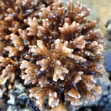 Coral host responses to heat and sediment stress