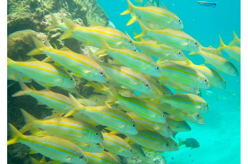 Coral reef parks protecting only 40 percent of fish biomass potential