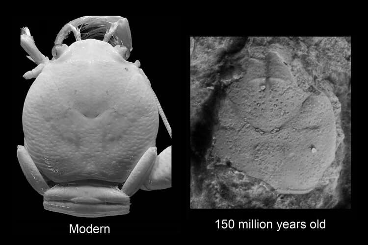 Coral reefs and squat lobsters flourished 150 million years ago