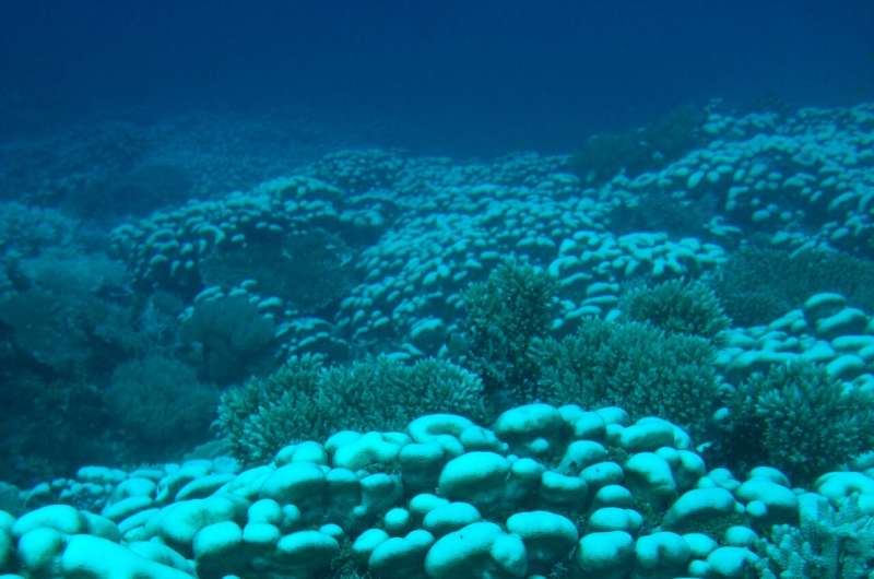 Coral reefs near equator less affected by ocean warming
