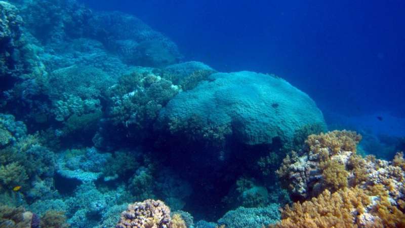 Corals in the Red Sea offer long-term view of south Asian summer monsoon