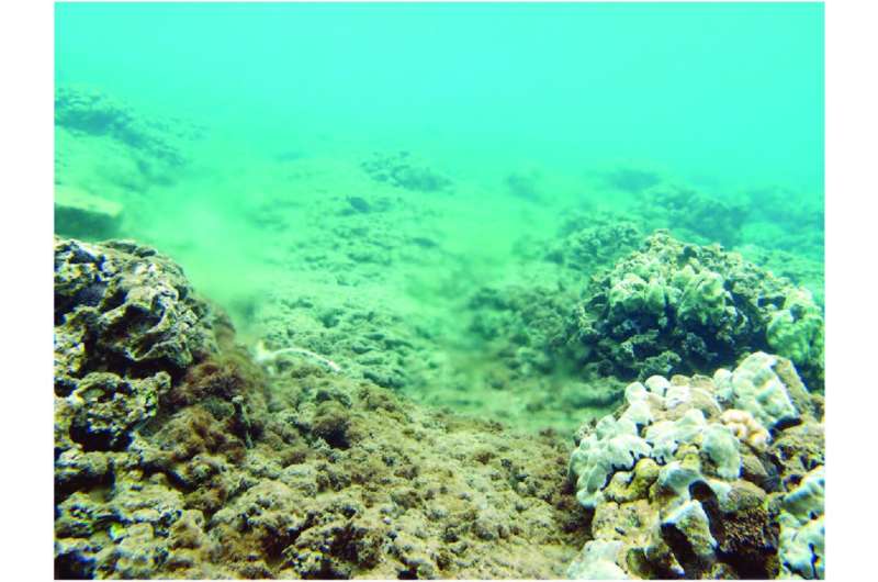 Coral study traces excess nitrogen to Maui wastewater treatment facility