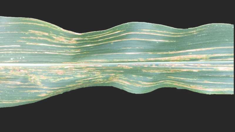 Corn one step closer to bacterial leaf streak resistance