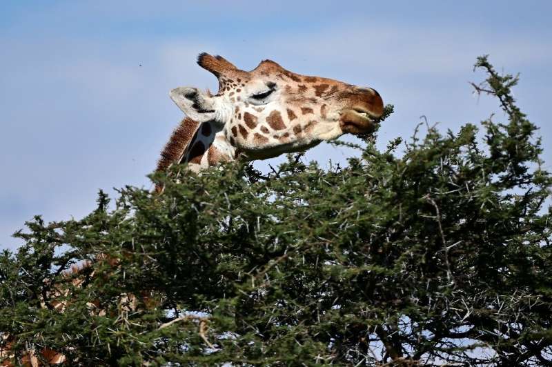 Countries in western, central and eastern Africa have seen their giraffe populations particulary hard hit