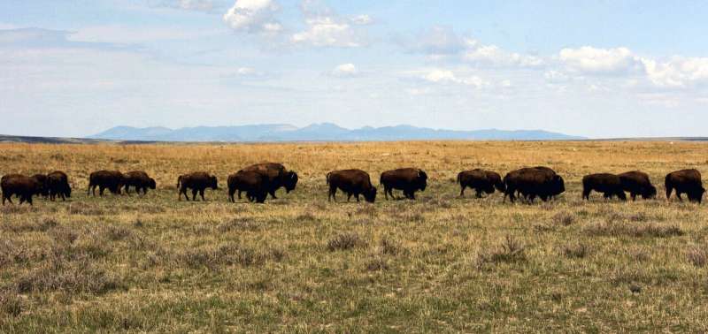 Court fight could affect future of bison in Montana