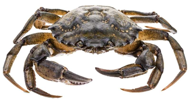 Crab disease poses threat to shellfish stocks