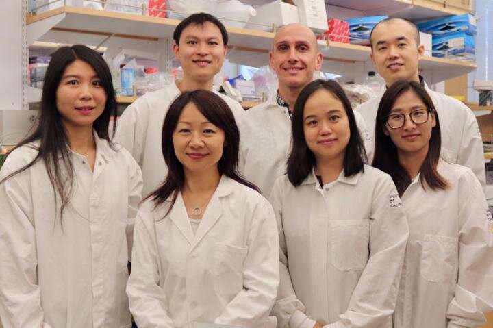 Creatine powers T cells' fight against cancer