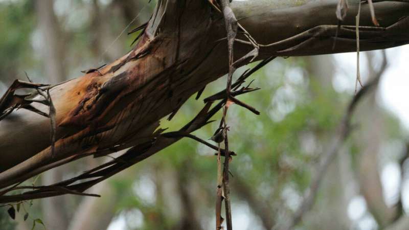 Critically endangered birds still alive on King Island