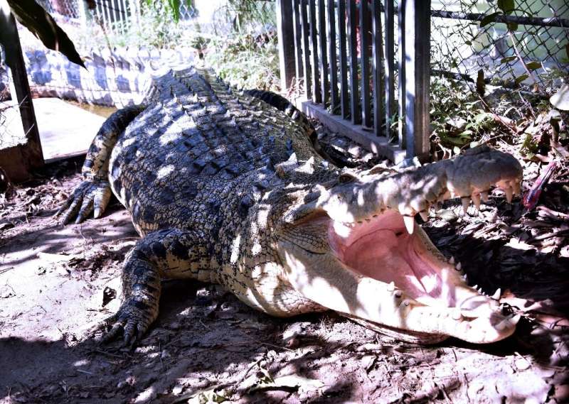 Crocodile attacks have jumped more than 20-fold over the past two decades in East Timor, with an average of one person a month f