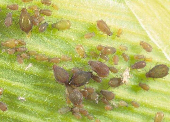Crop pests more widespread than previously known