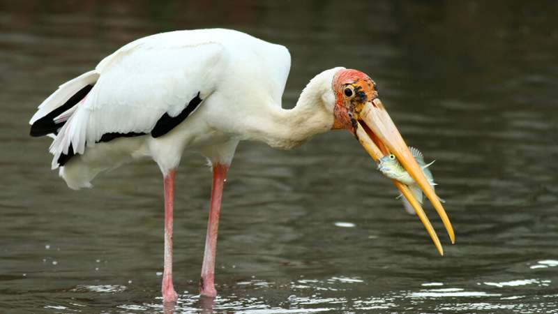 Crossbreeding threatens conservation of endangered milky storks