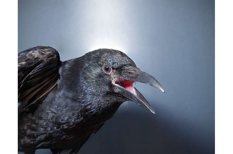 Crows consciously control their calls
