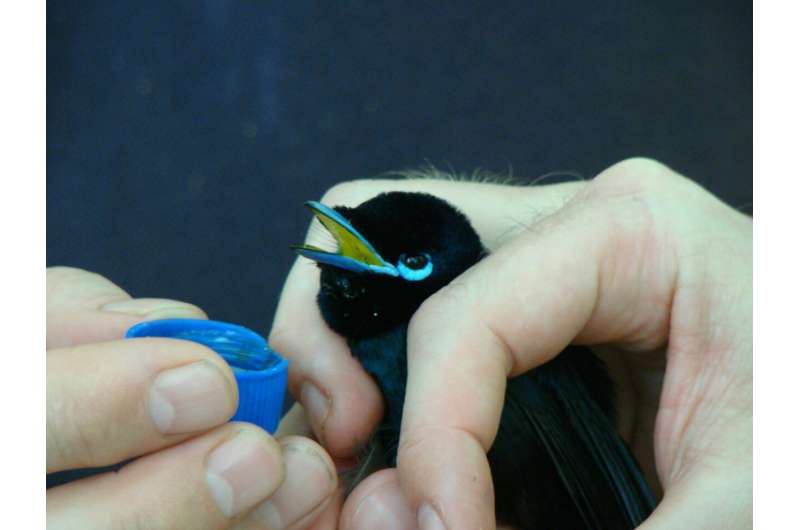 Crucial milestone for critically endangered bird