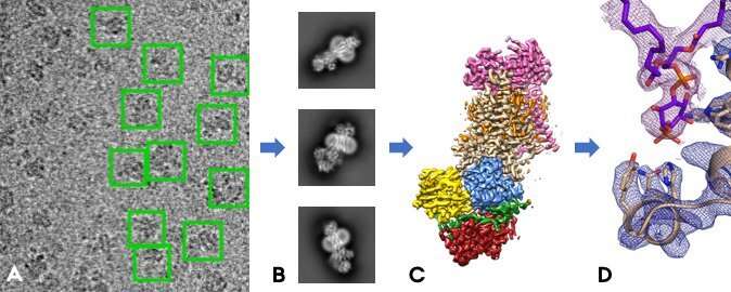 Cryo-electron microscopy at reveals structures of protein that maintains cell membranes