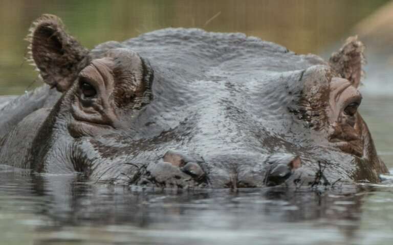 Cull: Zambia plans to slaughter 2,000 hippopotamuses
