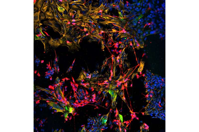 Cultured stem cells reconstruct sensory nerve and tissue structure in the nose