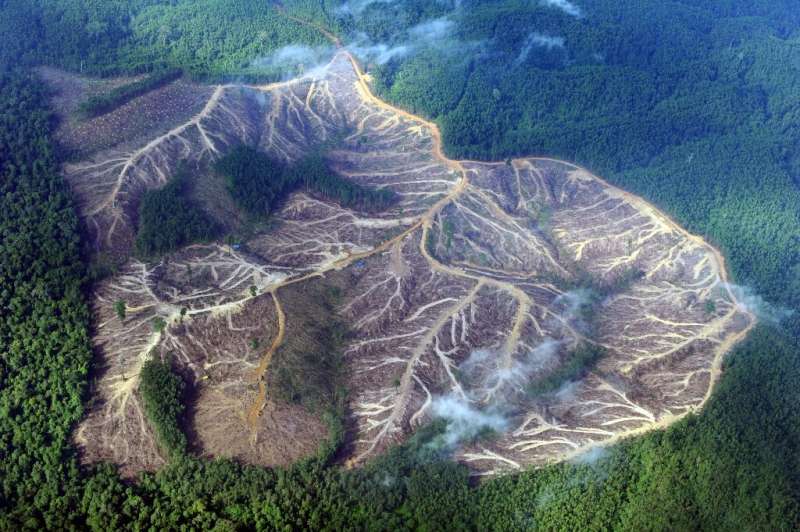 Cutting rainforests down provides a double threat to the environment: it removes a vital sink for planet-warming gases in our at