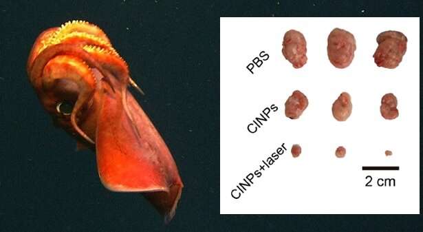 Cuttlefish ink found promising for cancer treatment