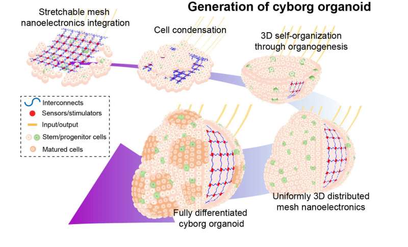 Cyborg organoids offer rare view into early stages of development