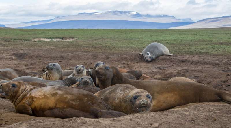 Data with flippers? studying the ocean from a seal's POV