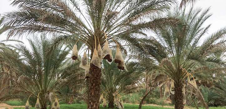 Date palms picky about bacterial partners