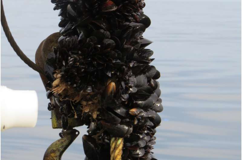 Deep water sites off the US northeast coast are suitable for offshore blue mussel farms
