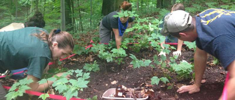 Deer, invasive earthworms gang up to damage forested areas