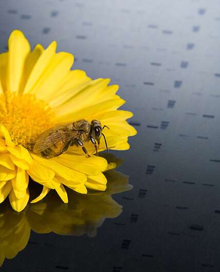 Deformed wing virus genetic diversity in US honey bees complicates search for remedies