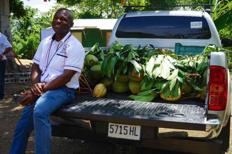 Delroy Luke, of Jamaica's Rural Agricultural Development Authority (RADA), in Enfield, St Mary, with locally-grown coconuts, as 