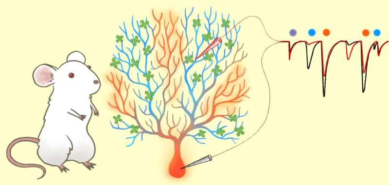 Dendrites filtering neuron's excitement