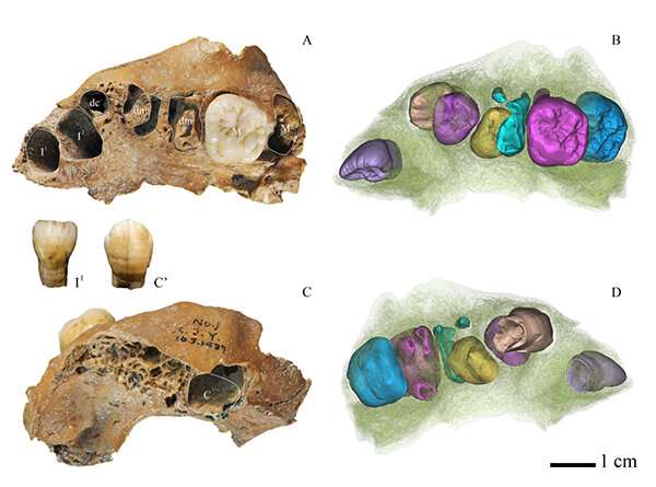 Dental study of juvenile archaic Homo&lt; fossil gives clues about human development