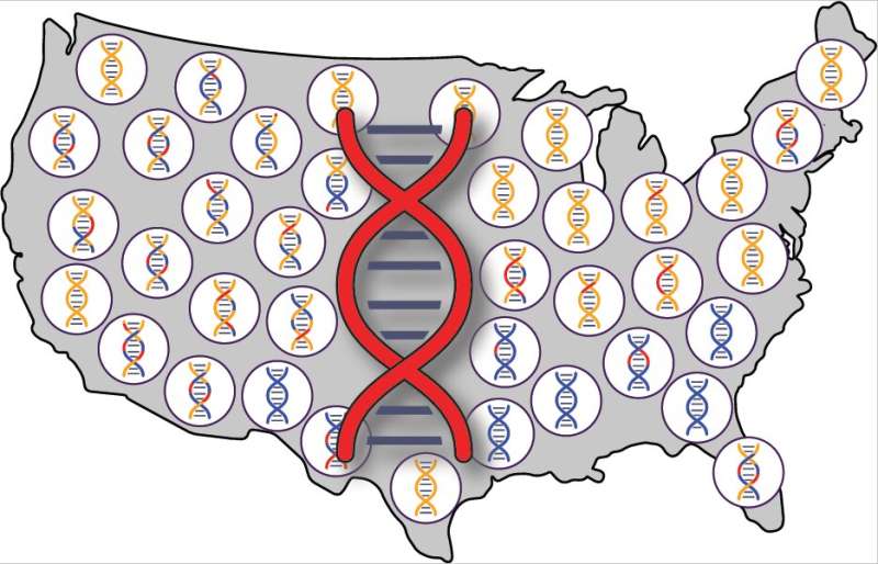 Descendants of early Europeans and Africans in US carry Native American genetic legacy