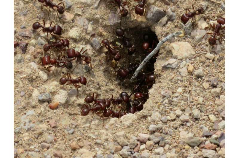 Desert ants’ survival strategy emerges from millions of simple interactions