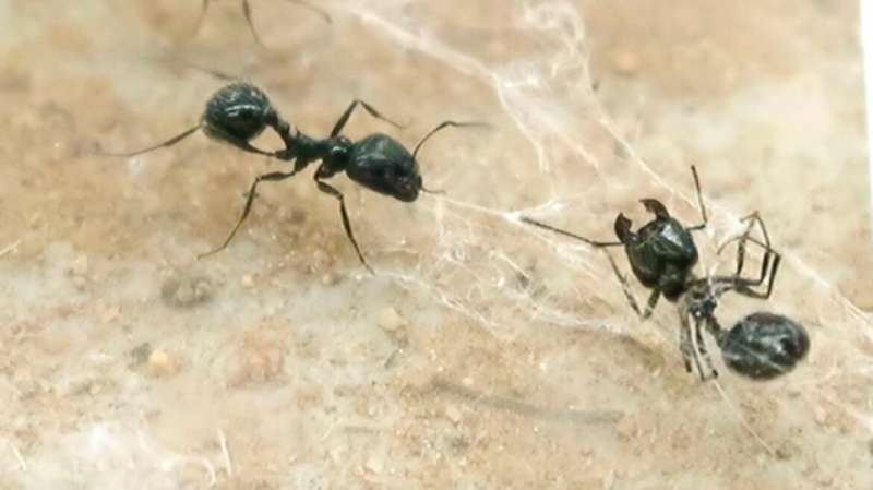 Desert seed-harvesting ants will save nestmates from spiderwebs