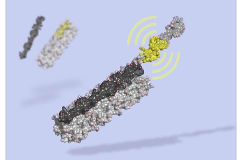 Designed protein switch allows unprecedented control over living cells