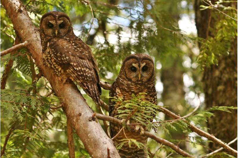 Despite habitat protection, endangered owls decline in Mount Rainier National Park